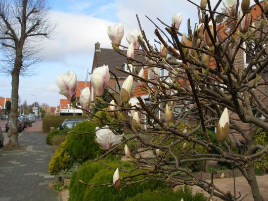 een prachtige magnoliaboom in bloei