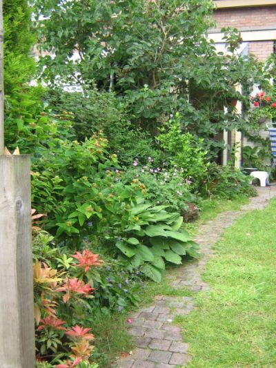 mijn tuin in juni