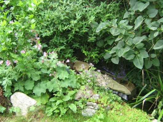 mijn tuin in juni