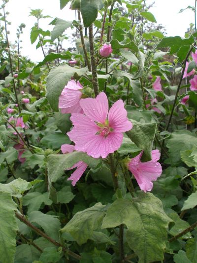 mijn tuin in juni