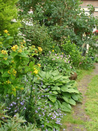 mijn tuin in juni