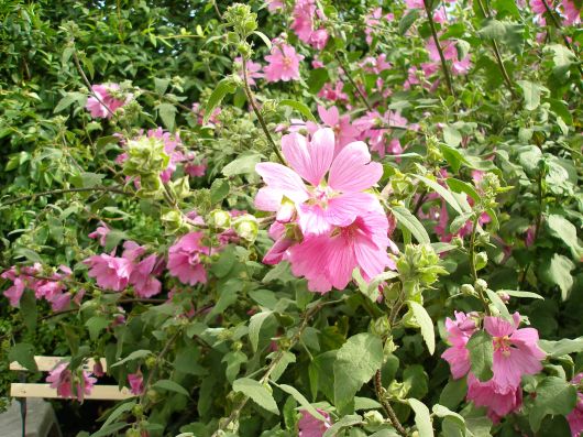lavatera