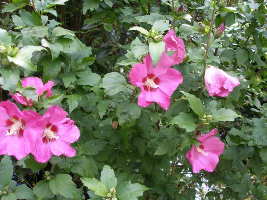 hibiscus