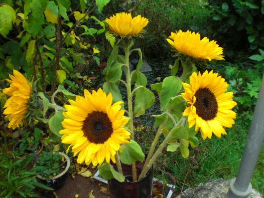 zonnebloemen in de tuin