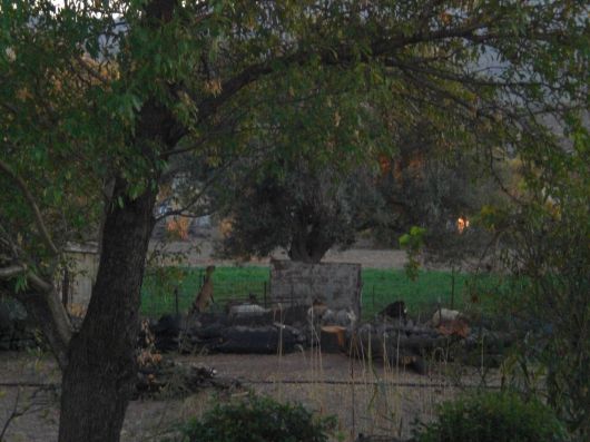 het uitzicht op de geiten