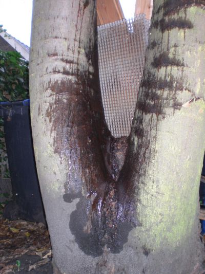 Een boom in een binnentuin