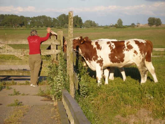 Gaby bij de koeien, dagelijks ommetje